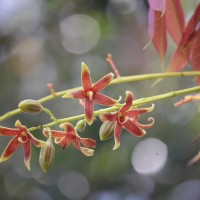 Sterculia foetida L.